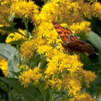 Early Goldenrod